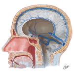 falx cerebri