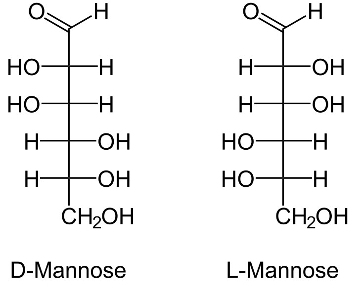 【mannose】什么意思_英语mannose的翻译_音标_读音_用法_例句_在线翻译_有道词典