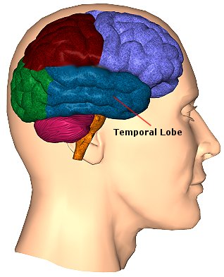 temporal lobe