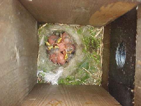 【nest_box】什么意思_英语nest_box的翻译_音