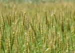 小麦（小麦属植物的统称）