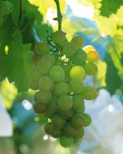 葡萄 葡萄