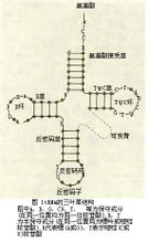 tRNA的三叶草结构