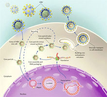 乙肝病毒DNA复制过程