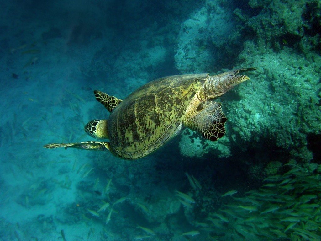 green turtle