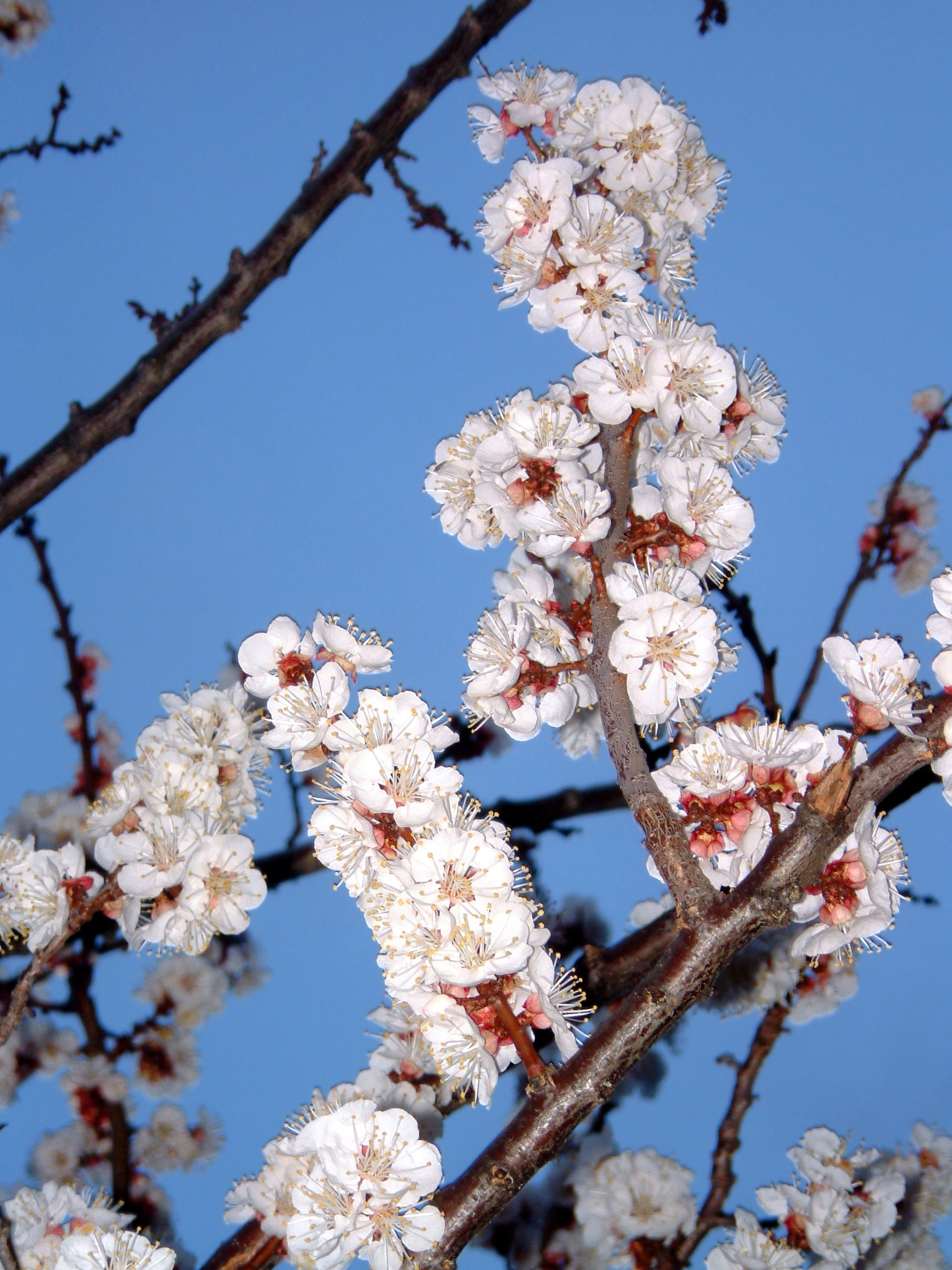prunus armeniaca